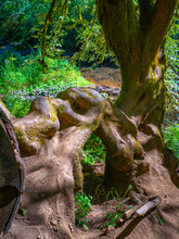 Large Tree Tumors And Twisted Branches On The Footpath In The Autumn Rainforest Of Silver Falls State Park, Oregon