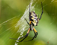 Garden Spider On A Web