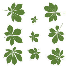 Wall Mural - Set of vector chestnut leaf coloured silhouette icon. Simple chestnut leaves illustration for logo. Realistic hand drawn leaves illustration set on white background.