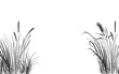 Image of a monochrome reed or bulrush on a white background.Isolated vector drawing.