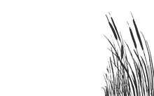 Image Of A Monochrome Reed Or Bulrush On A White Background.Isolated Vector Drawing.