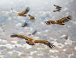 Griffon vultures flying in mist