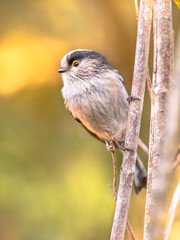 Canvas Print - Long tailed tit bird looking at camera in forest