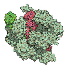 Poster - CRISPR-CAS9 gene editing complex from Streptococcus pyogenes. The Cas9 nuclease protein uses a guide RNA sequence to cut DNA at a complementary site.