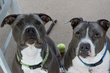 Pitbull Dogs Are Looking Up And Waiting For A Treat