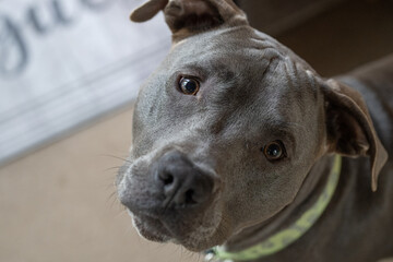 female pitbull puppy is looking up at you in a close up