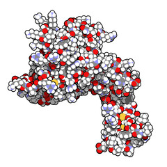 Canvas Print - Human activated protein C (APC, drotrecogin alfa, without Gla-domain).