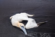Dead northern gannet o the Diamond Beach (Iceland)