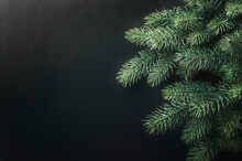 Winter Pine And Spruce , Evergreen Plant, Tree And Fir Branch, Cedar Twig , Christmas And New Year Decoration. Holiday