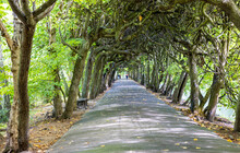 A View Of Path Under Trees In A Park.