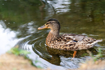 Wall Mural - Wild ducks. The mallard or wild duck. Selectice focus, close up. Isolated duck.
