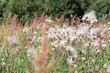 close-up of a meadow with blooming thistles and thistle fluff on a sunny summer day
