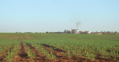 Sticker - sugar cane plantation farm sunset usine in background selective focus