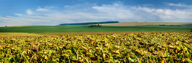 Fotomurales - Panoramic view on sunflower field beautiful landscapes of farmland on the horizon with blue sky