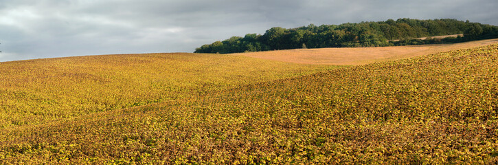 Wall Mural - soybean field ripening hills, yellowed golden leaves and dramatic clouds on the sky