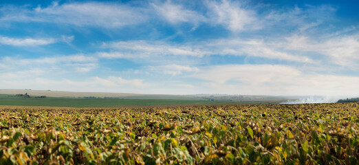 Fotomurales - panoramic view of field of sunflowers, agricultural landscape on the horizon with blue sky