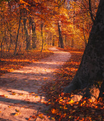 Wall Mural - Nice autumnal scene in the forest