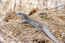 Cape Giant Whiptail