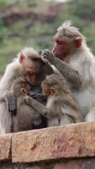 bonnet macaque monkey family.