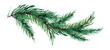 Watercolor painted pine branch on white background