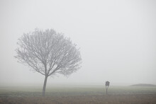 Loney Tree In The Fog And Wayside Shrine