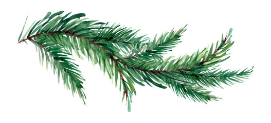 watercolor painted pine branch on white background