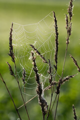 Wall Mural - Close up of a spider web attached between grasses. Drops of dew sit on the net. The background is green. The light shines from behind.