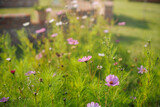 Fototapeta Kwiaty - dzikie kwiaty na łące