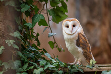 Barn Owl, Tyto Alba, Perched In Window Of Ruined Chapel Overgrown By Green Ivy. Urban Wildlife. Colorful Autumn In Nature. Owl On Old Cemetery. Beautiful Bird With Heart-shaped Face. Mood Scene.