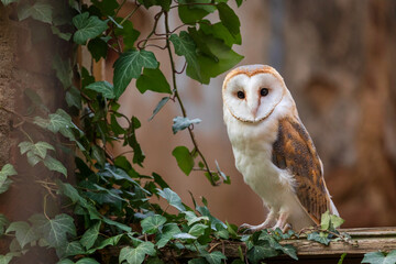 barn owl, tyto alba, perched in window of ruined chapel overgrown by green ivy. urban wildlife. colo