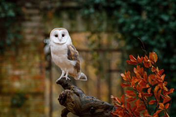 Wall Mural - Owl in autumn. Barn owl, Tyto alba, perched on old beech tree. Old brick wall overgrown by green ivy in background. Urban wildlife. Colorful autumn in nature. Owl on old cemetery. Mood scene.