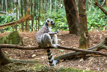 Ring Tailed Lemur Sitting On A Tree Limb In Its Zoo Enclosure In Tennessee.
