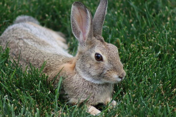 rabbit in the grass