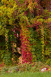Roślinność jesienna i kolorowe liście