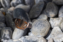 Adult Junonia Coenia Buckeye Butterfly Flaunting Orange Spotted Wings Sunbathes On The Smooth Gray River Stones Within The Garden