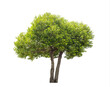 Green tree isolated on transparent background with clipping path, single tree with clipping path and alpha channel