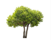 Green Tree Isolated On Transparent Background With Clipping Path, Single Tree With Clipping Path And Alpha Channel