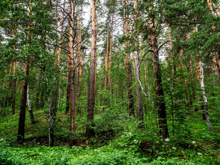 Wall Mural - pine trunks in the pine forest in summer