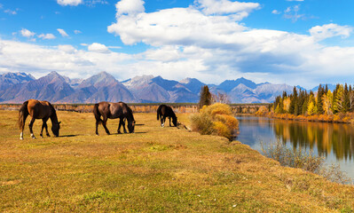 Wall Mural - autumn landscape with grazing horses in meadow on bank of calm river. yellowed forest and mountain r