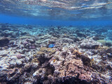 Fototapeta Do akwarium - Underwater life of reef with corals and tropical fish. Coral Reef at the Red Sea, Egypt.