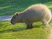 Capybara (Hydrochoerus Hydrochaeris)