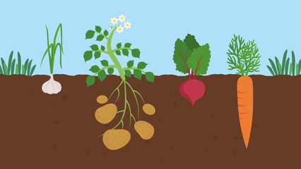 Wall Mural - garden bed with vegetables in the ground