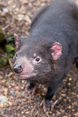 Wall Mural - Tasmanian Devil in Tasmania Australia