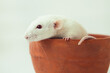 White rat dumbo with red eyes sitting in ceramic pot on white background. Laboratory rodent.