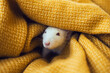White rat dumbo with red eyes in yellow blanket. Cute domestic pet. Curious animal. Laboratory rodent