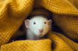 White rat dumbo with red eyes in yellow blanket. Cute domestic pet. Curious animal. Laboratory rodent.