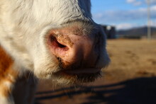 Cow's Snout Nose Close-up