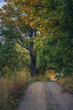 Leśna droga z drzewami z kolorowymi liścmi. Początek jesieni. Klimatyczna droga. Polska złota jesień.