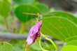 Libelle auf einer Blume