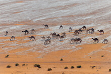 A Group Of Camels Grazing In The Desert Of Saudi Arabia